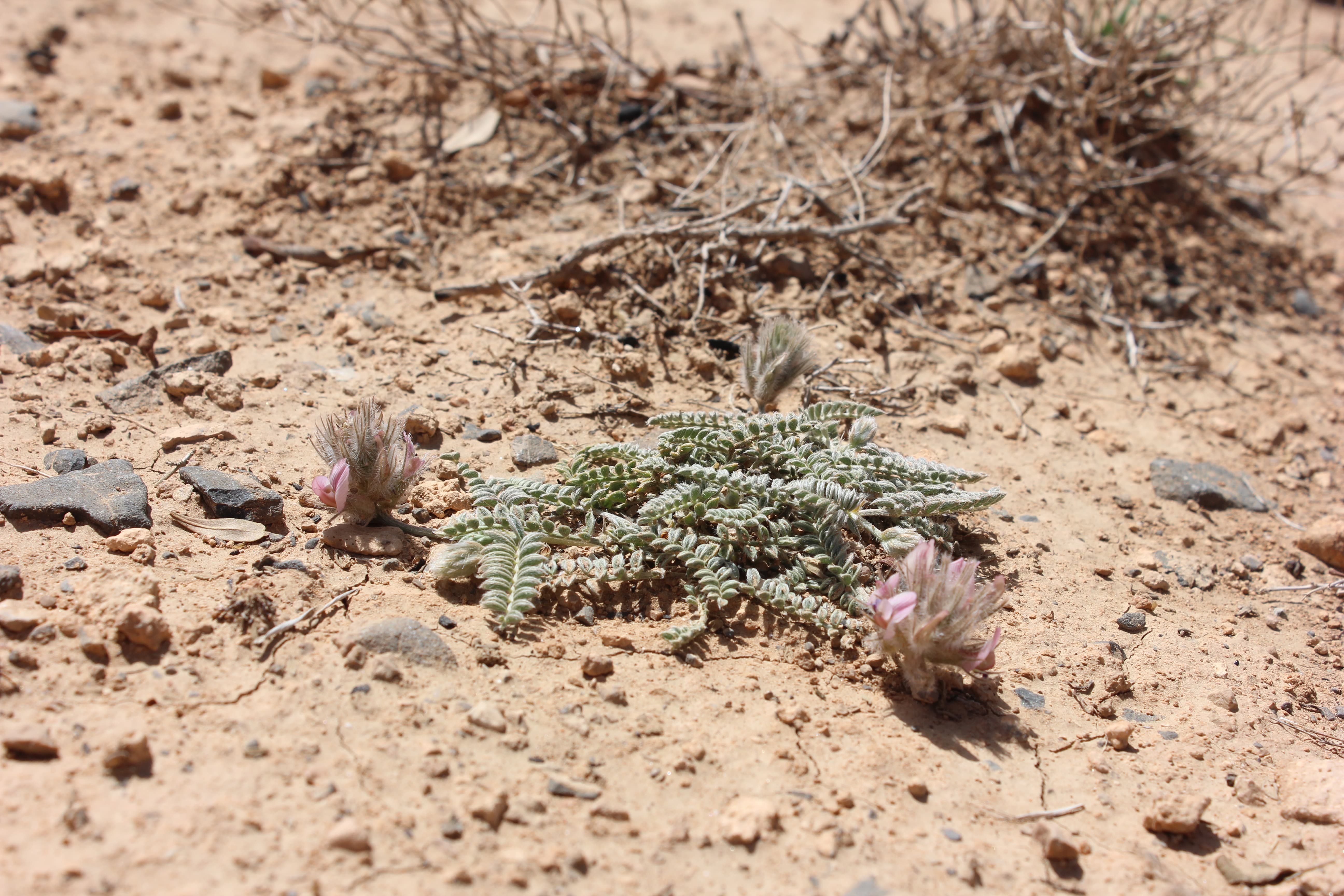 Plant Image